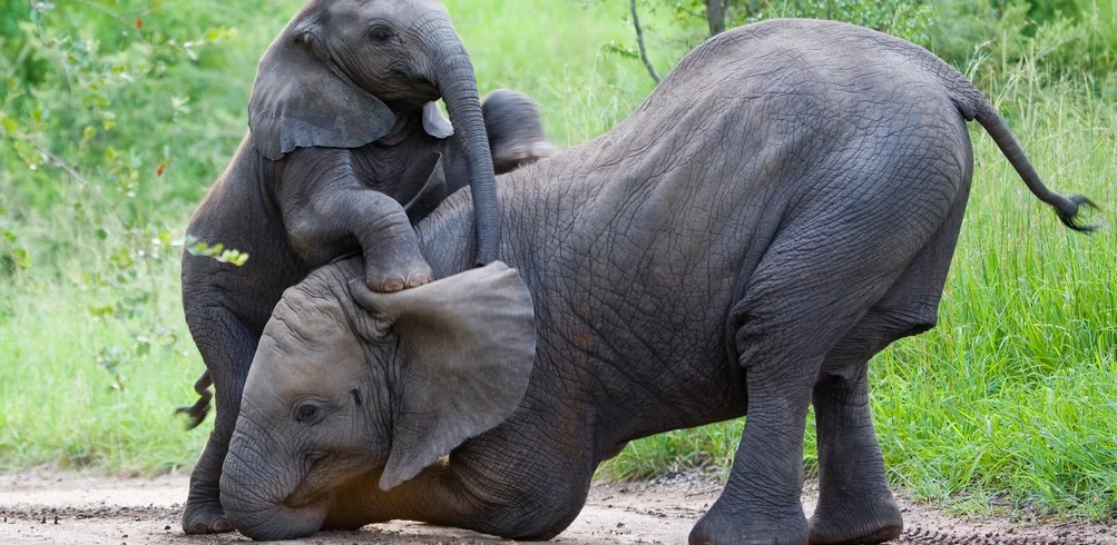 Rovos Rail Namibia Safari with Cape Town & Kruger